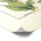 Medizinische Pflanze Beruhigen Geschmeidigte Print Poster (Ecke)