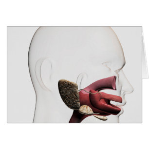 Medizinische Veranschaulichung des menschlichen Ve