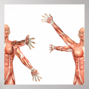 medizinische Zahl, die Schulter Circumduction Poster