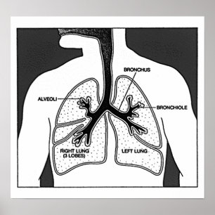 Medizinisches Diagramm der menschlichen Lungen Poster