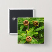 MEDLAR OBST BUTTON (Vorne & Hinten)