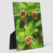 MEDLAR OBST FOTOPLATTE (Seite)