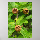 MEDLAR OBST POSTER (Vorne)