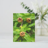 MEDLAR OBST POSTKARTE (Stehend Vorderseite)
