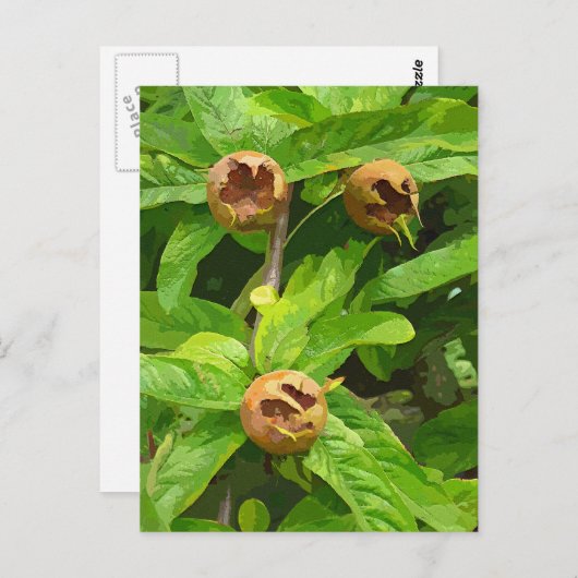 MEDLAR OBST POSTKARTE (Vorne/Hinten)