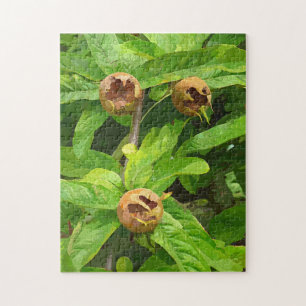 MEDLAR OBST PUZZLE