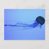 Medusa Postkarte (Vorderseite)