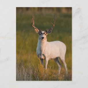 Meeker's White Buck 2 Postkarte