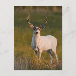 Meeker's White Buck 2 Postkarte