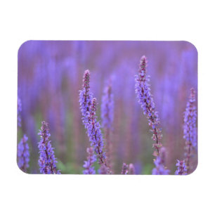 Meer der violetten Blumen bei RHS Wisley Magnet
