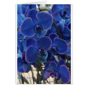 MEER DES BLAUS
