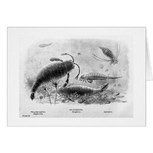 Meer-Skorpione Kunstkarte