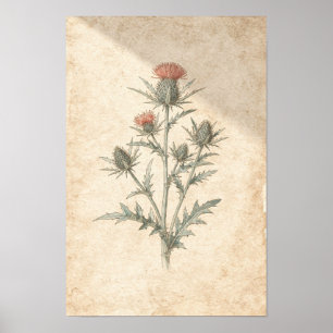 Meer Stranddistel Botanischer Druck Stachelige K Poster