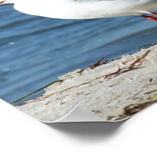 Meer, Wasser, Möwen, Vögel, Reisen, Blau, Himmel, Poster (Ecke)