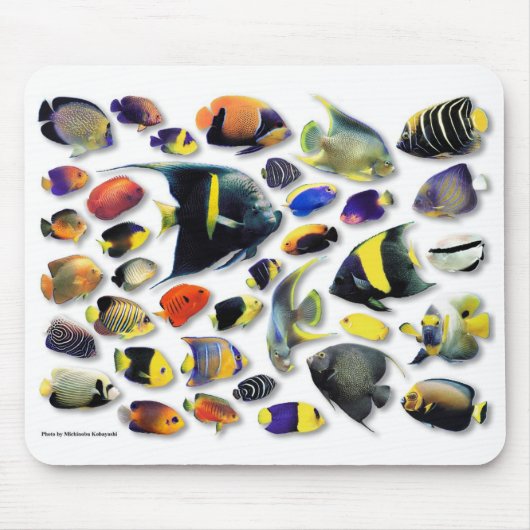 Meerangelfische Mousepad (Vorne)