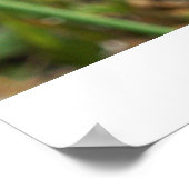 Meerbee-Plakat Poster (Ecke)