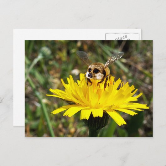 Meerbee Postkarte (Vorne/Hinten)