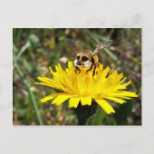 Meerbee Postkarte (Vorderseite)