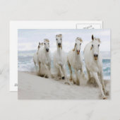 Meerblick auf Arabien Postkarte (Vorne/Hinten)