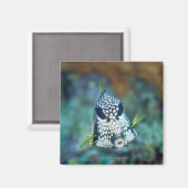 Meerblick (Lactophrys) Magnet (Vorderseite/Rückseite)