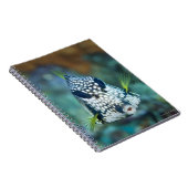 Meerblick (Lactophrys) Notizblock (Rechte Seite)