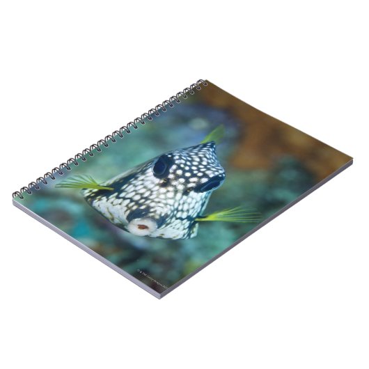 Meerblick (Lactophrys) Notizblock (Linke Seite)