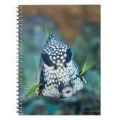 Meerblick (Lactophrys) Notizblock (Vorderseite)