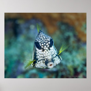 Meerblick (Lactophrys) Poster