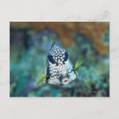 Meerblick (Lactophrys) Postkarte (Vorderseite)