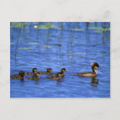 Meerbrasse Postkarte (Vorderseite)