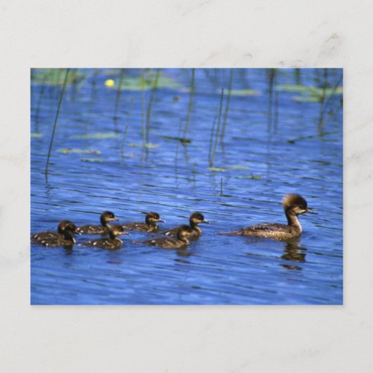 Meerbrasse Postkarte (Vorderseite)