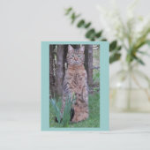 Meercat Cat Postcard Postkarte (Stehend Vorderseite)