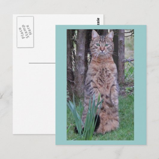 Meercat Cat Postcard Postkarte (Vorne/Hinten)