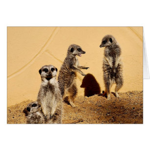 meercat Chat Karte