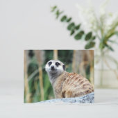 Meercat Postcard Postkarte (Stehend Vorderseite)