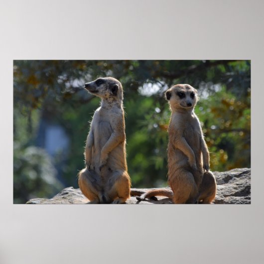 Meercat Poster (Vorne)