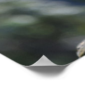 Meercat Poster (Ecke)