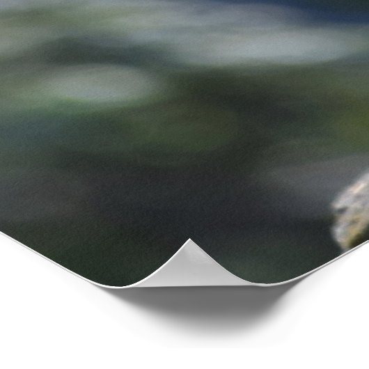 Meercat Poster (Ecke)