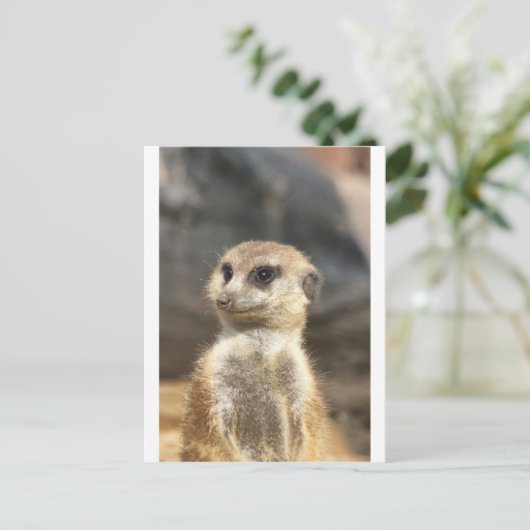 Meercat Postkarte (Stehend Vorderseite)