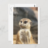 Meercat Postkarte (Vorne/Hinten)