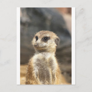 Meercat Postkarte