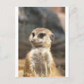 Meercat Postkarte (Vorderseite)