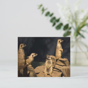 Meercat postkarte