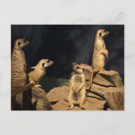 Meercat Postkarte