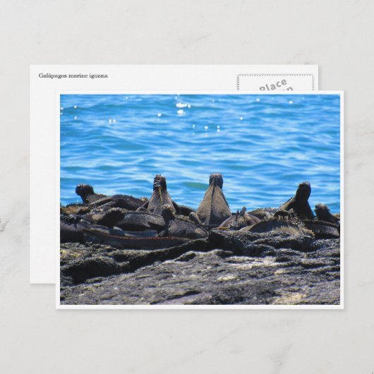 Meerechse Postkarte (Vorne/Hinten)