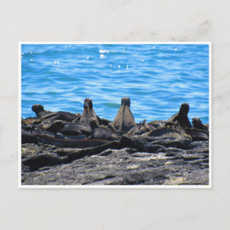 Meerechse Postkarte