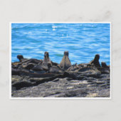 Meerechse Postkarte (Vorderseite)