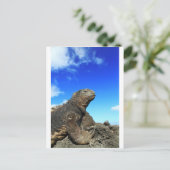 Meerechse von Galapagos Postkarte (Stehend Vorderseite)