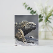 Meerechse von Galapagos Postkarte (Stehend Vorderseite)