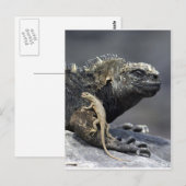 Meerechse von Galapagos Postkarte (Vorne/Hinten)